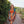 Load image into Gallery viewer, LUNA AND LOTUS KIMONO