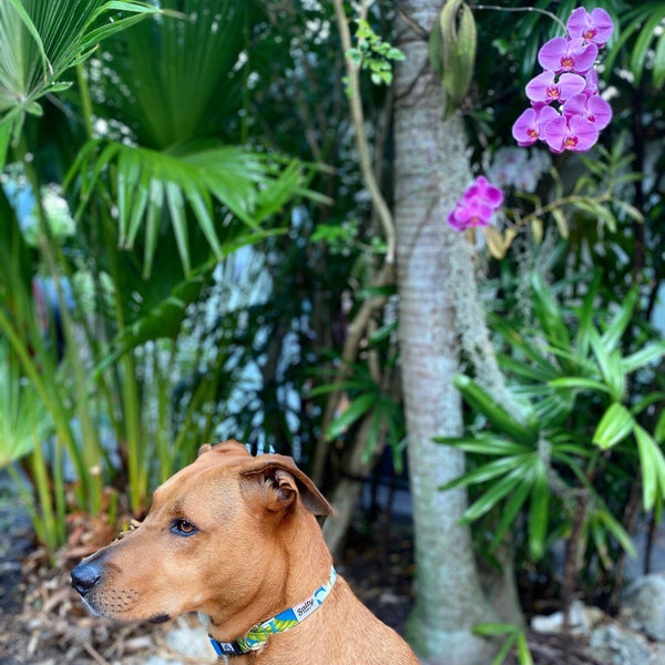 Blue Plumeria Tropical Dog Collar Made From Recycled Plastic Bottles