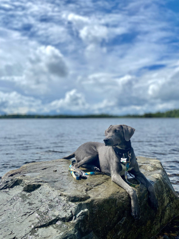Hawaiian Print Dog Leash Tropical Blue Floral 6' Length Neoprene Lined Handle