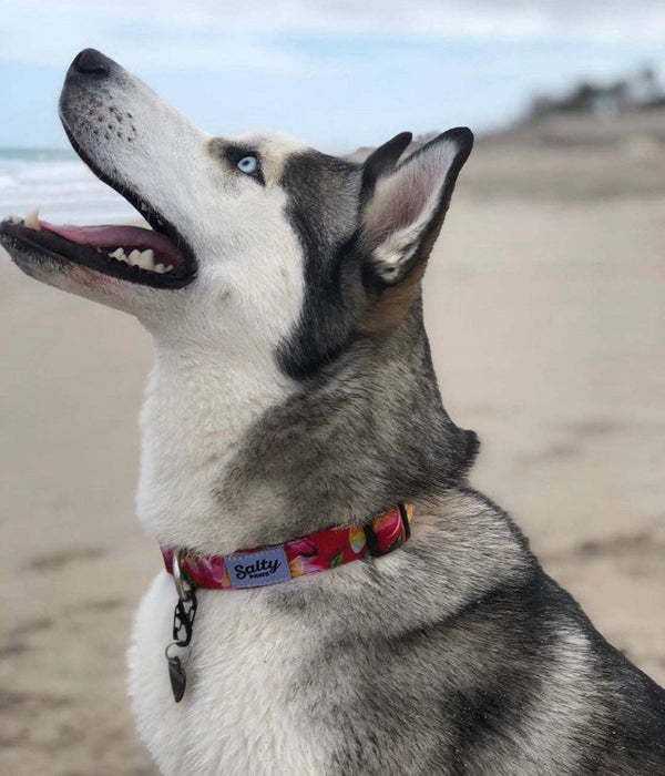 Tropical Dog Collar Pink Floral Print Dog Collar