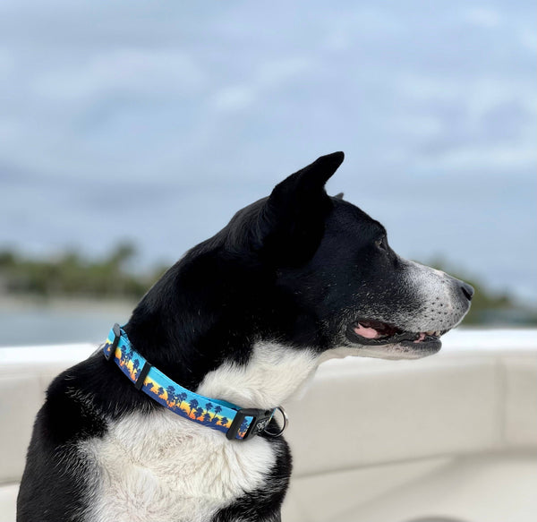 California Sunset Dog Collar Made From Recycled Plastic Bottles