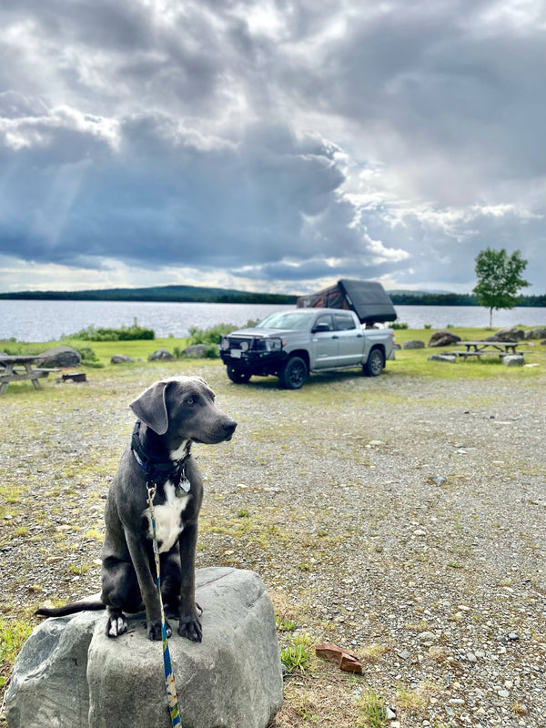 Hawaiian Print Dog Leash Tropical Blue Floral 6' Length Neoprene Lined Handle