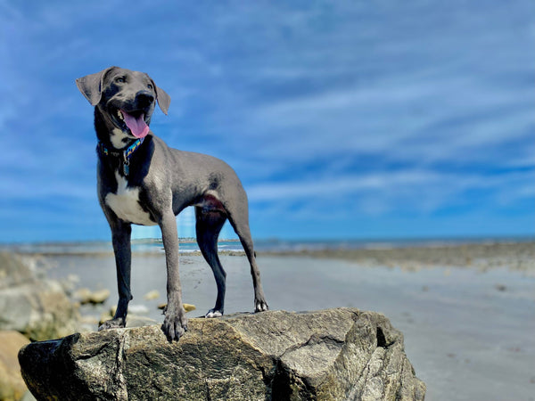 California Sunset Dog Collar Made From Recycled Plastic Bottles